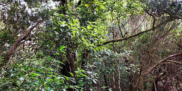 laurel forest tenerife