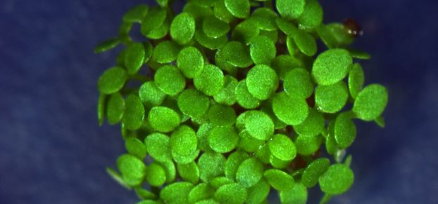 ©Hicham Chahtane UniGeneva Arabidopsis thaliana seeds ©HichamChahtane_UniGeneva_v0