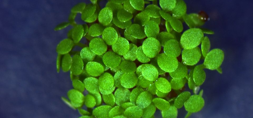 ©Hicham Chahtane UniGeneva Arabidopsis thaliana seeds ©HichamChahtane_UniGeneva_v0