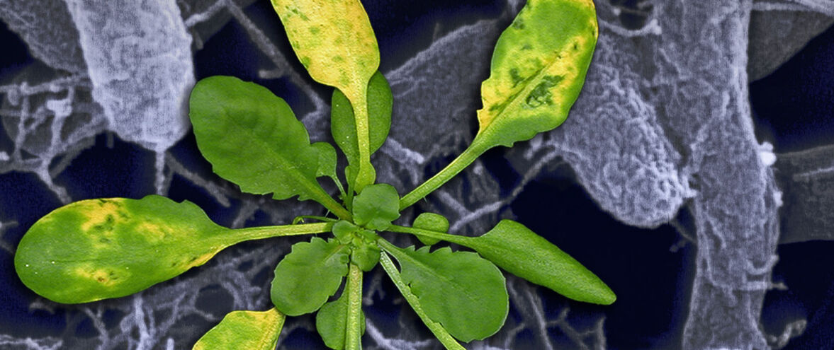 Arabidopsis Pseudomonas