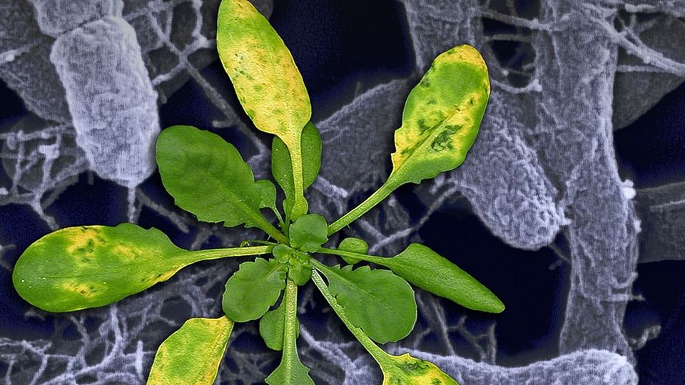Arabidopsis pseudomonas