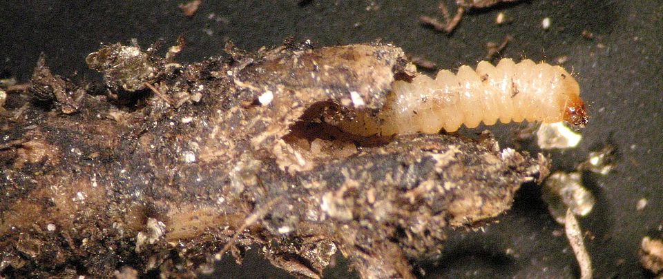 insect larva rasmann