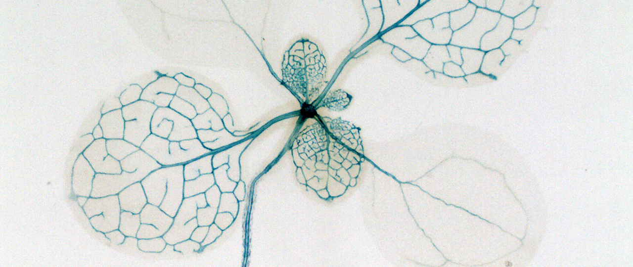 GUS exprimierende Blätter, E. Truernit