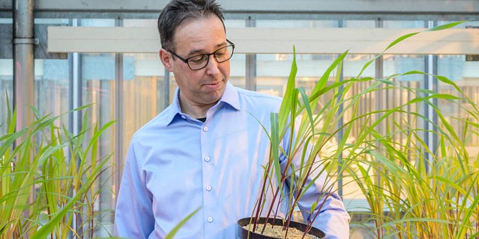 Biologist Marcel van der Heijden with corn plants: fungi can boost yields by over 20 percent. (Image: Marc Latzel)