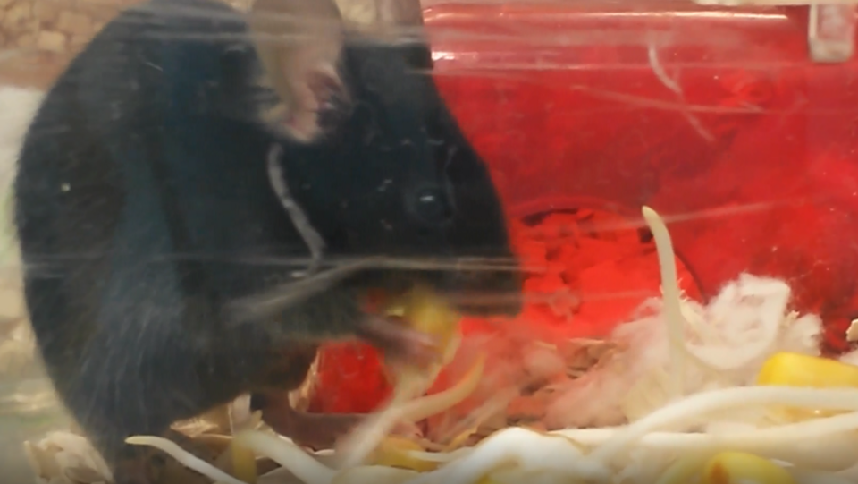 mouse eating maize