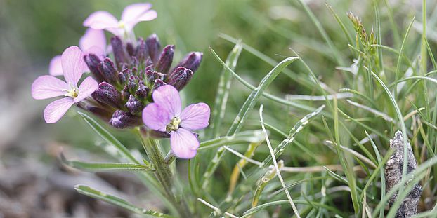 Erysimum baeticum Tobias Züst