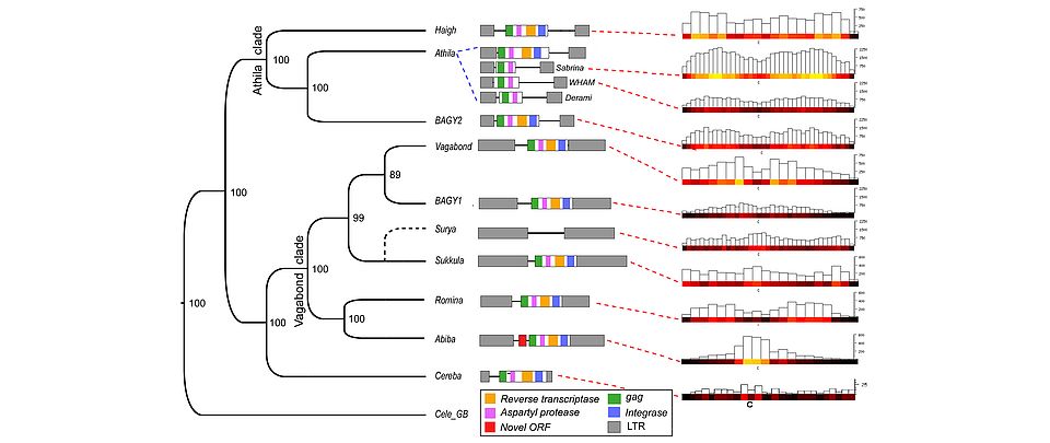 Distribution of Gypsy retrotransposons along barley chromosomes