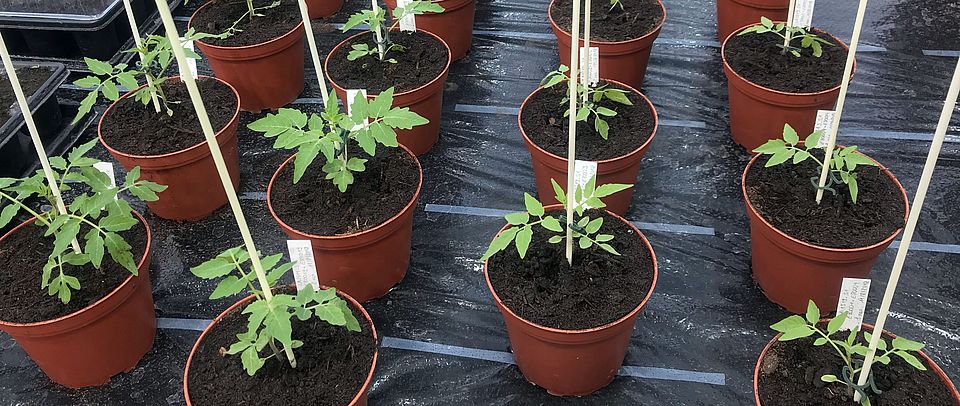 tomato plants in greenhouse @simon aeschbacher UZH