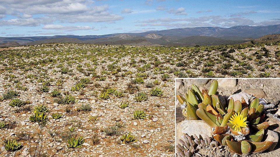 Succulent Karoo Glottiphyllum ©Reto Nyffeler