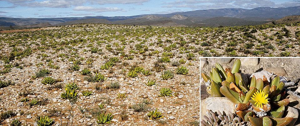 Succulent Karoo lgottiphyllum 