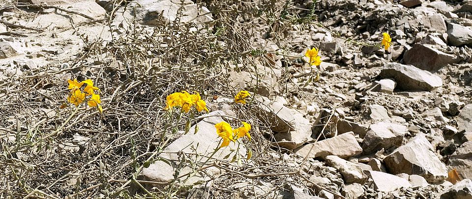 Tomato plants in the desert @simon aeschbacher UZH