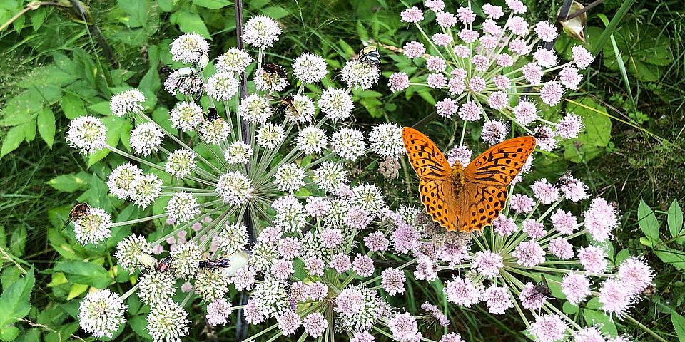 pollination sylvia martinez