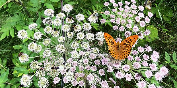 pollination sylvia martinez