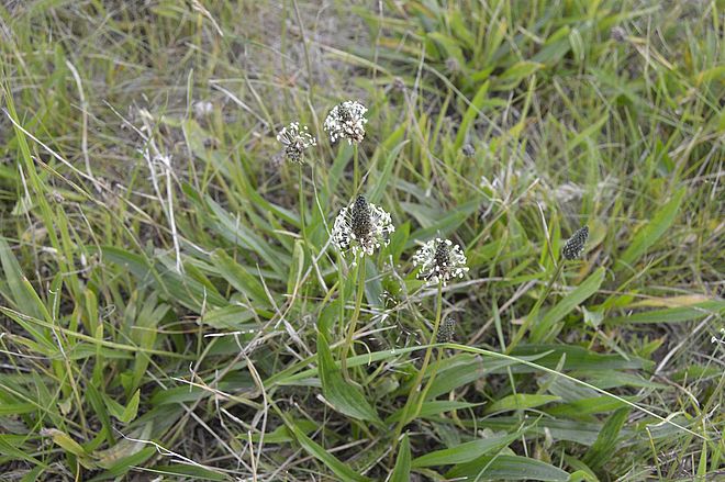 Plantago lanceolata, ribwort plantain