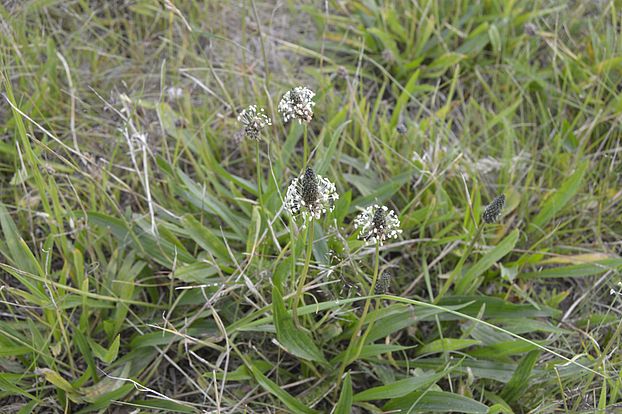 Plantago lanceolata, ribwort plantain