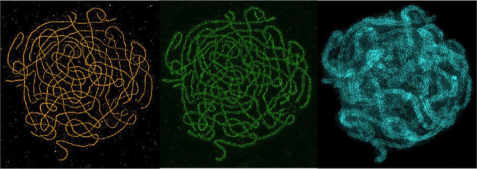 Arabidopsis arenosa tetraploid meiocytes in pachytene stage