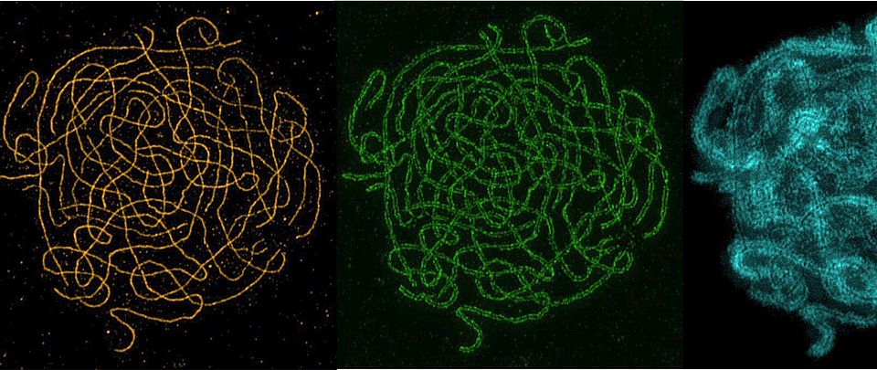 Arabidopsis arenosa tetraploid meiocytes in pachytene stage