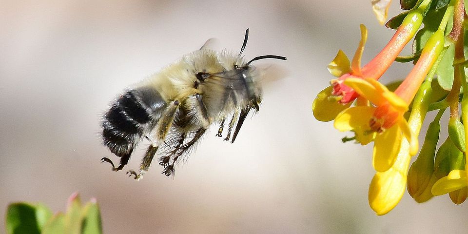 pollinator