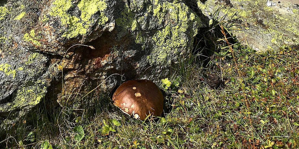 Boletus edulis Adrian Leuchtmann ETHZ