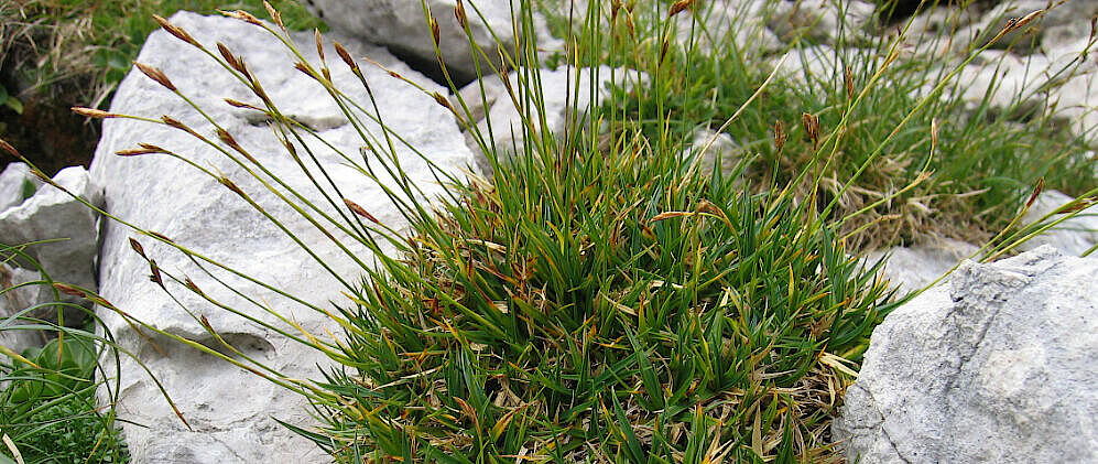 Carex firma in the Alps. Carex are the best studied and highly diverse holocentric plant group. Image by H. Berger