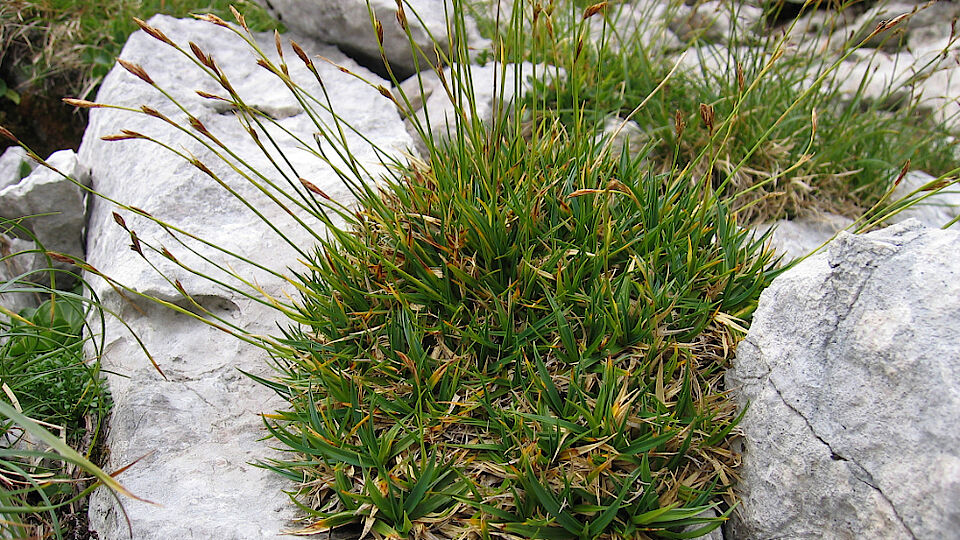 Carex firma in the Alps. Carex are the best studied and highly diverse holocentric plant group.