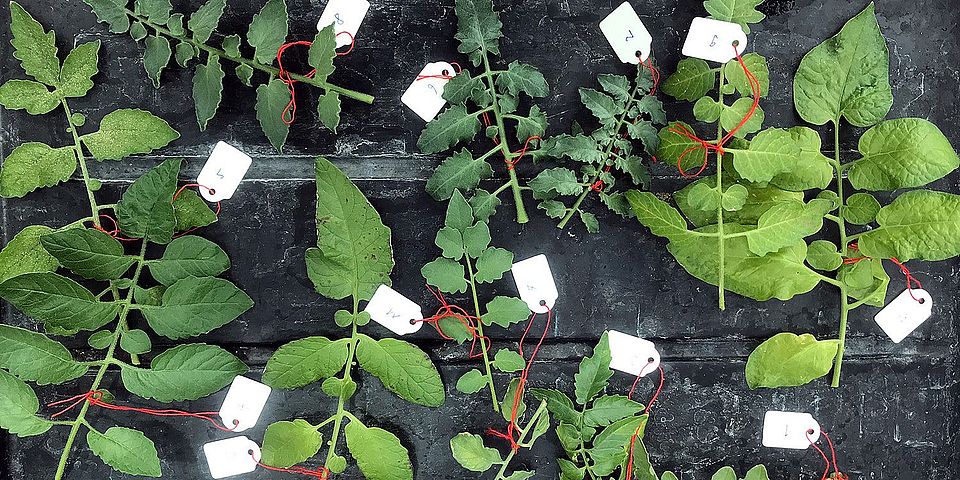 Tomato leaf diversity Simon Aeschbacher UZH