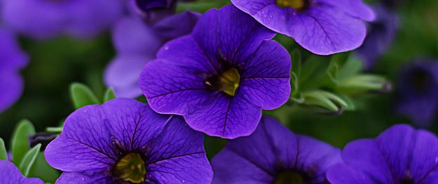 petunias