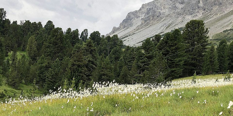 Landschaft mit Wollgras