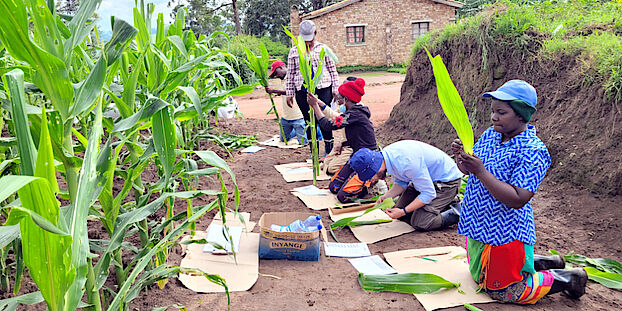 Rwanda recherche agricole