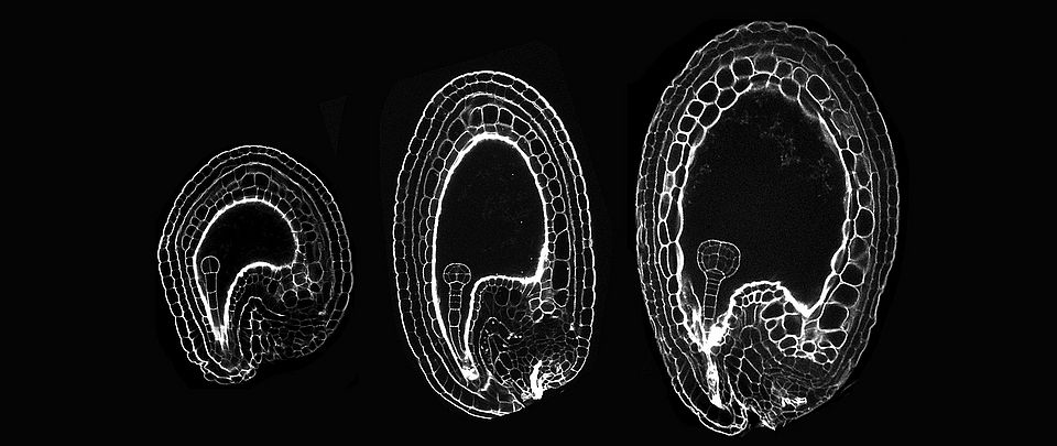 Early seed development imaged by mPS-PI staining