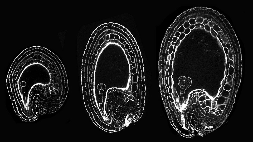 Early seed development imaged by mPS-PI staining