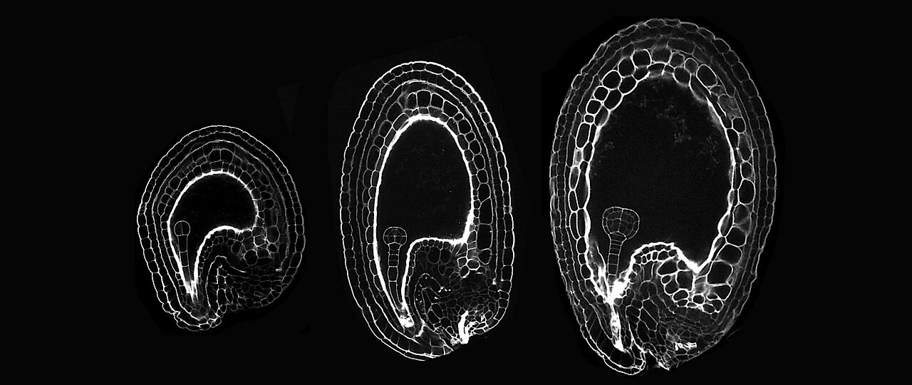 Early seed development imaged by mPS-PI staining, image by Sara Simonini