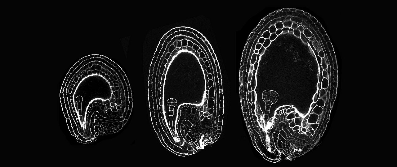 Early seed development imaged by mPS-PI staining, image by Sara Simonini