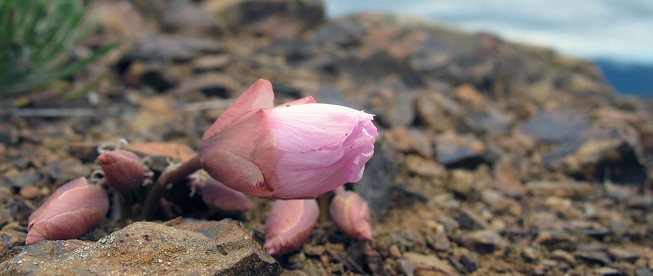 Lewisia rediviva in the Cascade Range, WA, USA