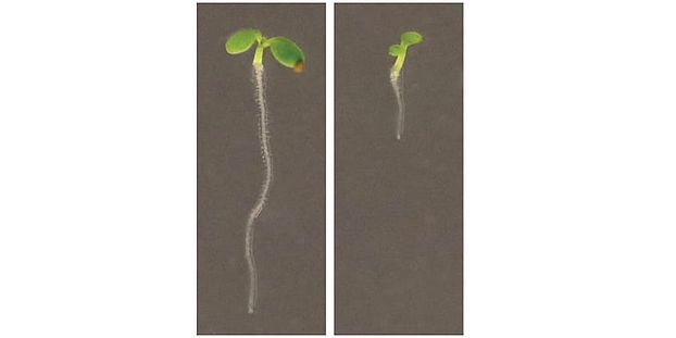 seedling Luis Lopez Molina Uni Geneva