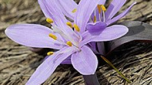 Bulbocodium vernum