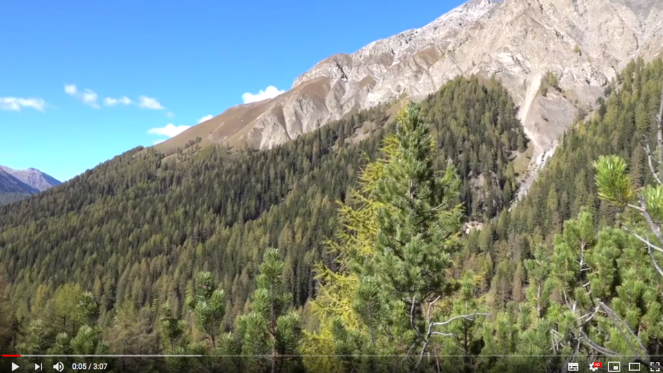 Surviving drought video Leonie Schönbeck Surviving drought video
