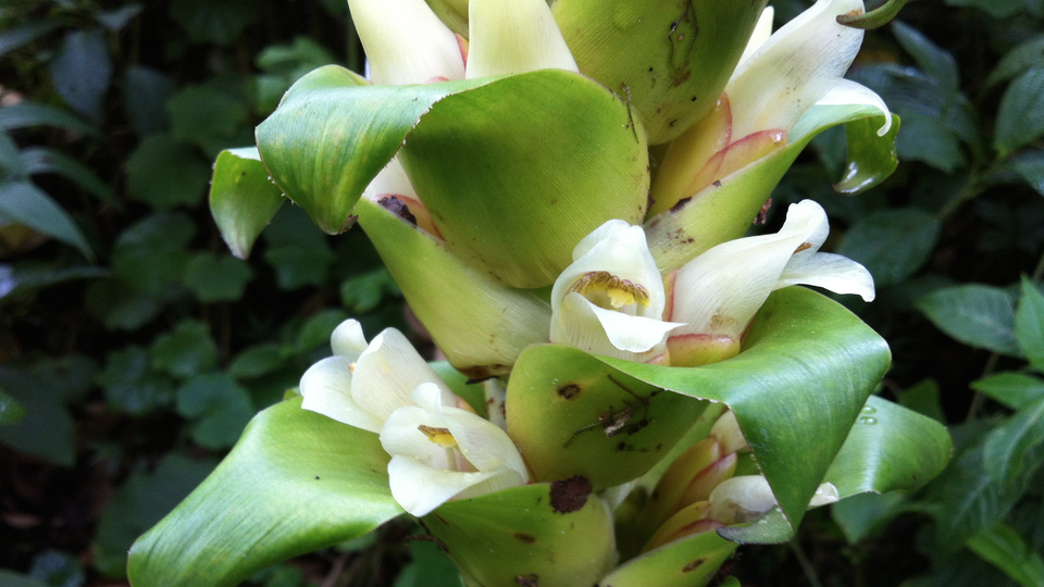 werauhia bromeliaceae