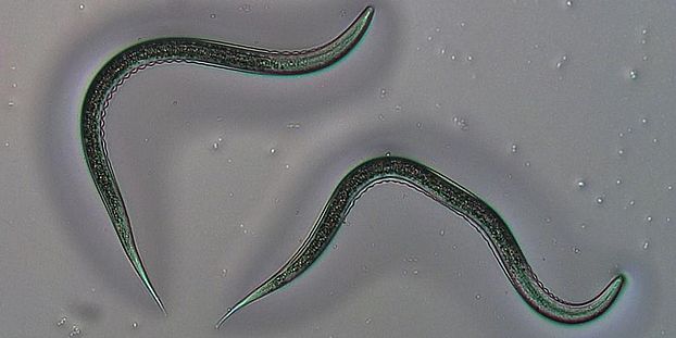 Entomopathogenic nematodes, Fadenwurm Uni Bern, Bild Anouk Guyer