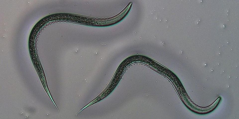 Entomopathogenic nematodes, Fadenwurm Uni Bern, Bild Anouk Guyer