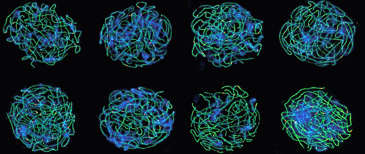 Arabidopsis arenosa tetraploid meiocytes in pachytene stage