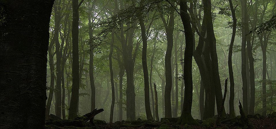 Buchenwald (Fagus sylvatica). Buchenwälder, gerade nicht bewirtschaftete, haben meist grosse Laubdächer und eine hohe strukturelle Heterogenität (vertikal und horizontal). © Springer Nature, Bild: Peter Manning 