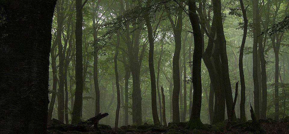 Buchenwald (Fagus sylvatica). Buchenwälder, gerade nicht bewirtschaftete, haben meist grosse Laubdächer und eine hohe strukturelle Heterogenität (vertikal und horizontal). © Springer Nature, Bild: Peter Manning 