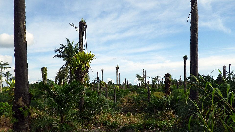 Oil Palm Kalimantan