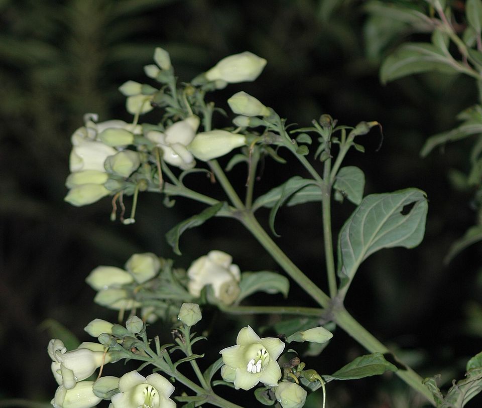 macrocarpaea apparata gentianaceae