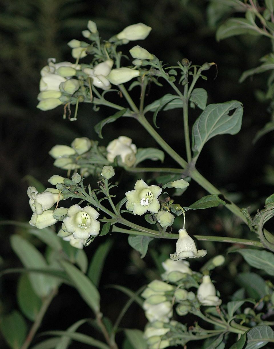 macrocarpaea apparata gentianaceae