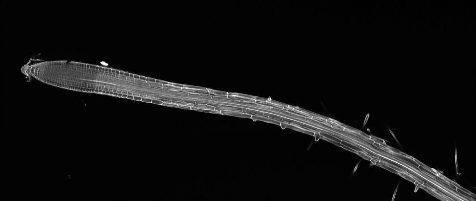 Arabidopsis thaliana root Ora Hazak