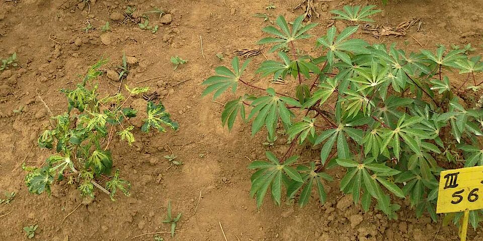 Cassava mosaic disease