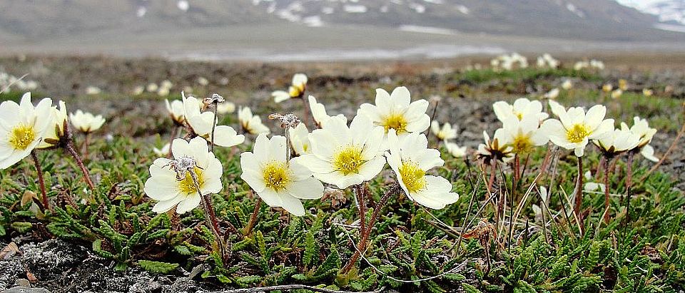 Dryas octopetala on the arctic archipelago Svalbard. Sabine Rumpf Uni Basel