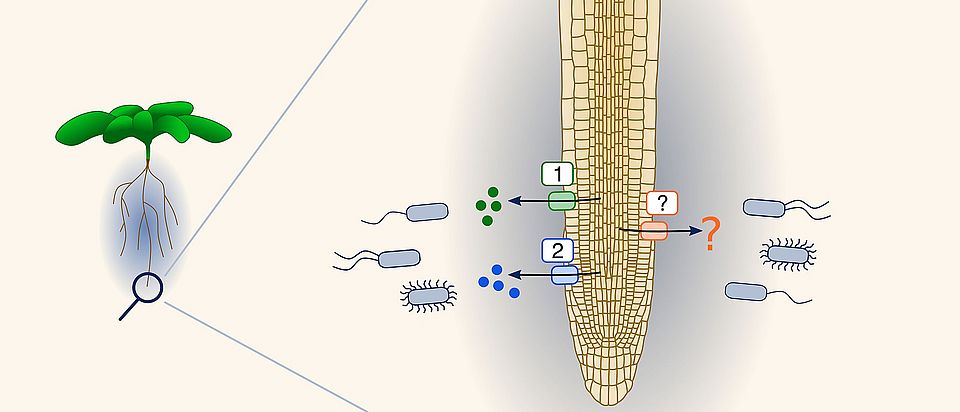 The role of metabolites in plant-microbe interactions remains largely unknown